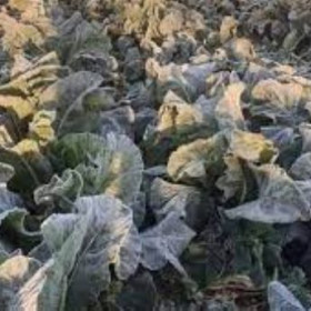 المطالبة في الاسراع بمعالجة اثار الاحوال الجوية وتعويض المزارعين المتضررين