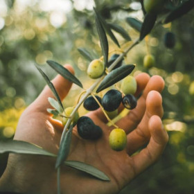 Protecting the Olive Season Protects the Local Economy and Stabilizes the Palestinian Presence in the Face of Displacement Plans