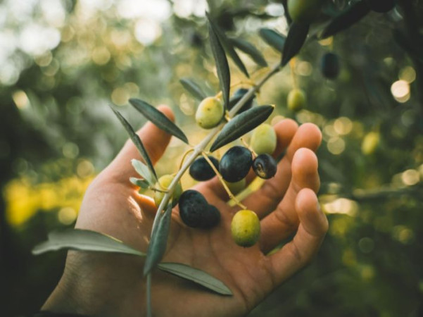 Protecting the Olive Season Protects the Local Economy and Stabilizes the Palestinian Presence in the Face of Displacement Plans